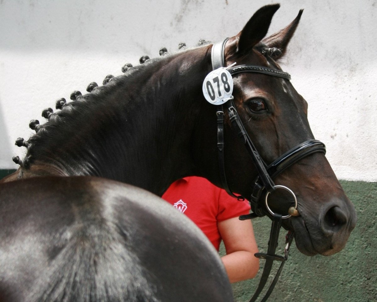 broodmare Dolores (Oldenburg, 2001, from Diamond Hit)