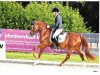 Deckhengst Amazing Ampere El (Deutsches Reitpony, 2013, von A new Star)