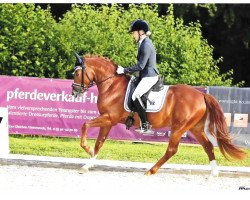 Deckhengst Amazing Ampere El (Deutsches Reitpony, 2013, von A new Star)