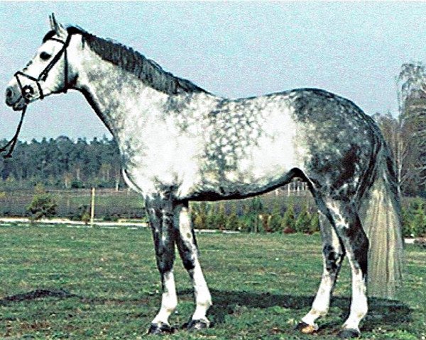 stallion Landilot (Westphalian, 1998, from Langenhagen)