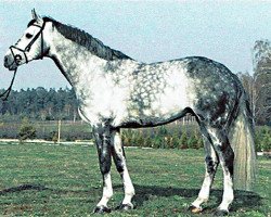 horse Landilot (Westfale, 1998, from Langenhagen)