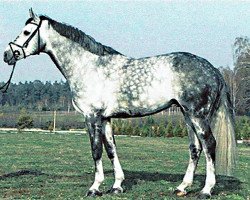 stallion Landilot (Westphalian, 1998, from Langenhagen)