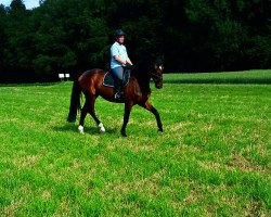 broodmare Royal Destiny (Hanoverian, 2008, from Rascalino)