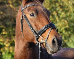 broodmare Laluna 48 (Westphalian, 2002, from Leardo)