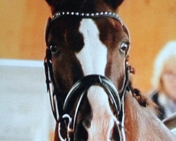 dressage horse Dark Chocolate Fudge Brownie (Hanoverian, 2008, from Diamond Hit)