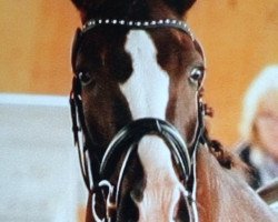 dressage horse Dark Chocolate Fudge Brownie (Hanoverian, 2008, from Diamond Hit)