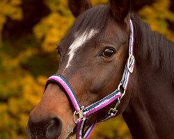 dressage horse Rocca (Westphalian, 1999, from Rosenquarz)