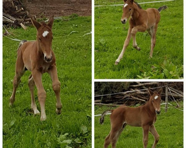 stallion Coeur D' amour (Württemberger, 2016, from Cazaan)