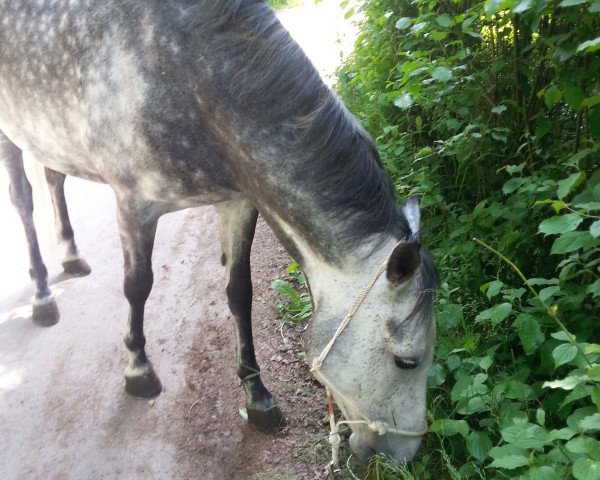 Zuchtstute Marascar (Deutsches Reitpony,  )