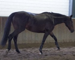 broodmare Lancada (Hanoverian, 2001, from Lacantus)