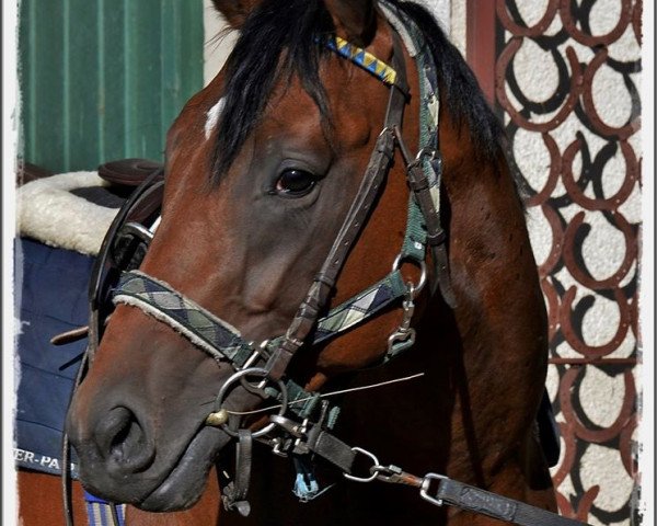 horse Incognitohorst (Thoroughbred, 2012, from Mawatheeq xx)