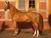 dressage horse Ray Man S (Hanoverian, 2003, from Rubin Royal OLD)