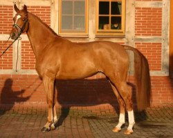 dressage horse Ray Man S (Hanoverian, 2003, from Rubin Royal OLD)