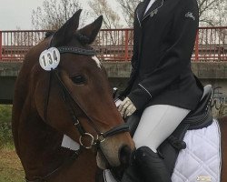 Dressurpferd Kenzo (Deutsches Reitpony, 2014)