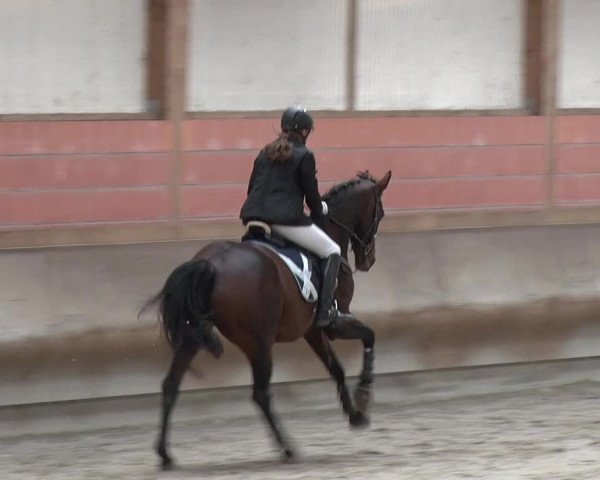 Reitturnier Tremsdorf, Eichenhof 2019