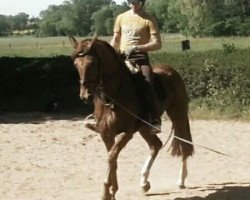 broodmare Golden Wings (Oldenburg, 2011, from Fürst Fugger)