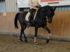 dressage horse Quantro (German Sport Horse, 2008, from Quaterback)