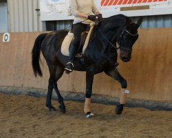 dressage horse Quantro (German Sport Horse, 2008, from Quaterback)