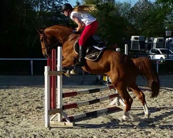 jumper Centura (German Sport Horse, 2011, from Cento)