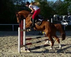 jumper Centura (German Sport Horse, 2011, from Cento)