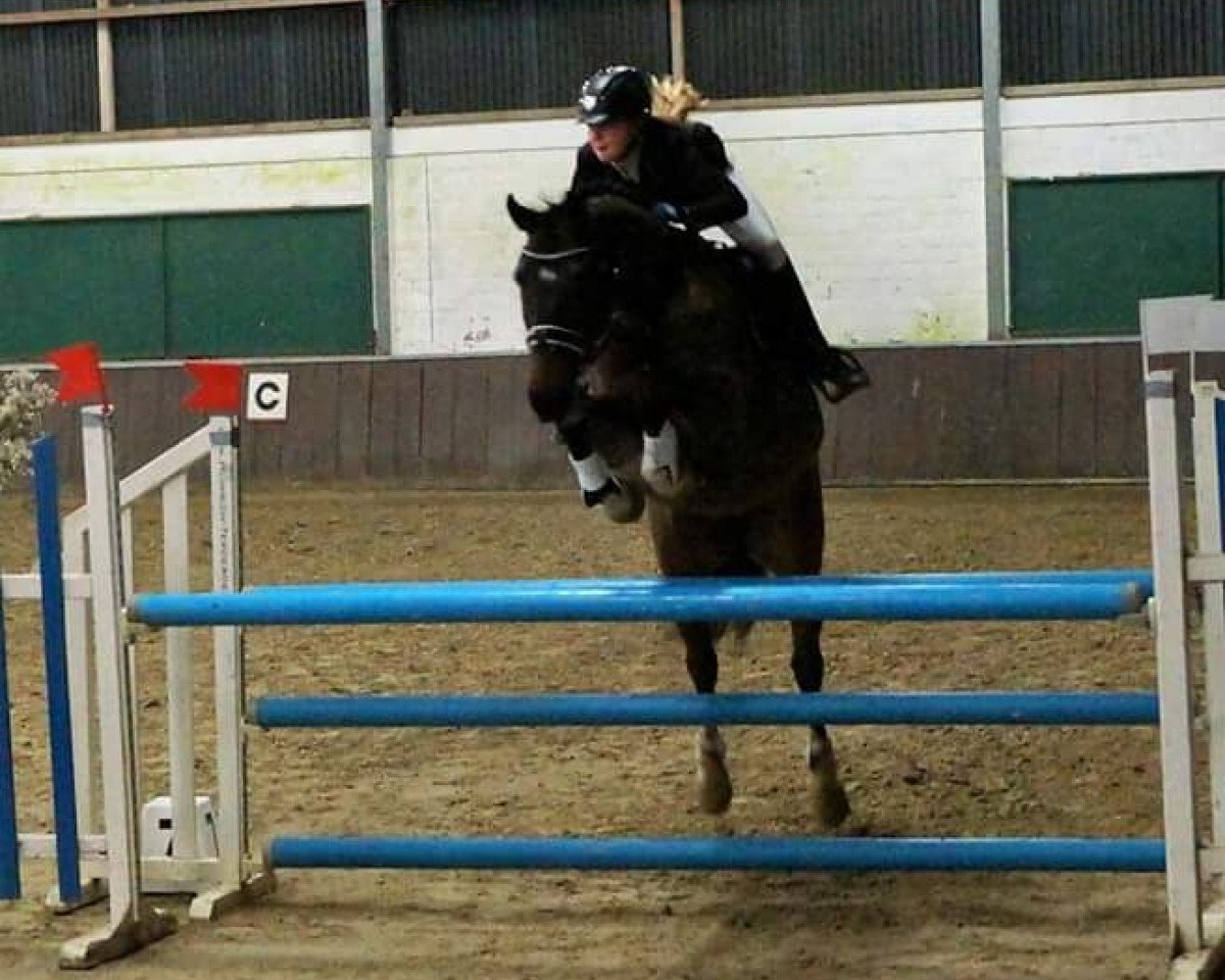 Springpferd Shorty 100 (unbekannt, 2000)
