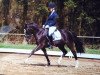 dressage horse Hilkens Most Wanted (German Riding Pony, 2012, from Man in Black)