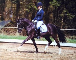 dressage horse Hilkens Most Wanted (German Riding Pony, 2012, from Man in Black)