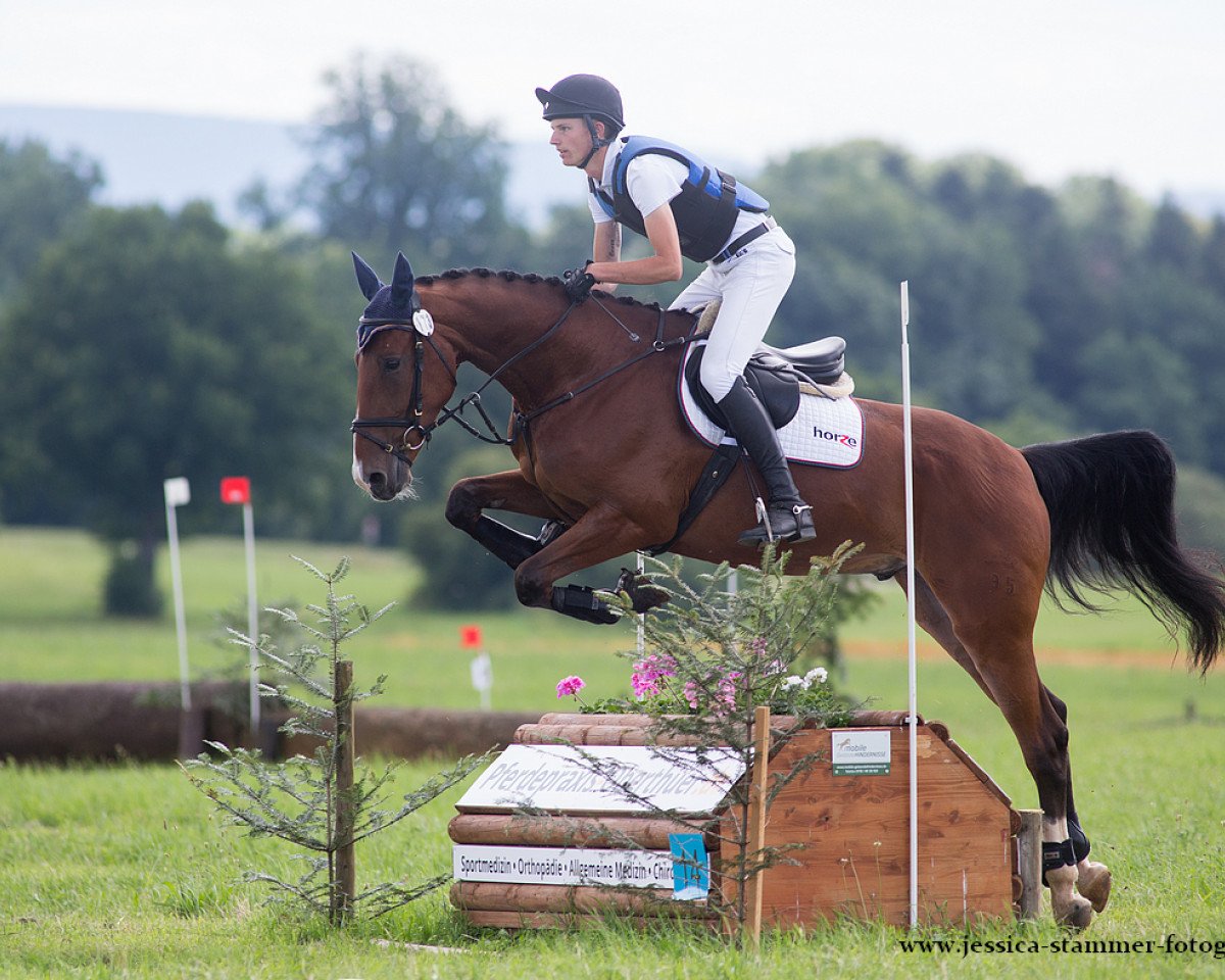 jumper Lauretto K (Württemberger, 2012, from Laurel)