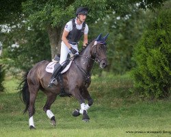 jumper Ultra 36 (Trakehner, 2011, from Summertime)