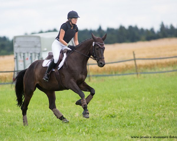 dressage horse Dubai 65 (Hanoverian, 2011, from Don Frederico)