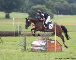 jumper Chicocovina (German Sport Horse, 2010, from Come and Fight)