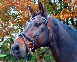 broodmare Elysee (Westphalian, 2010, from Ehrenpreis)