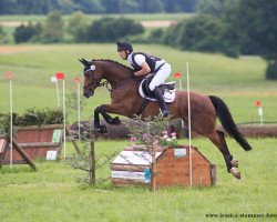 jumper La-Passion F (German Warmblood, 2011, from Levistano)