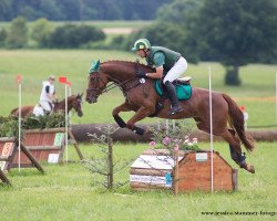 Springpferd Campbel (Bayer, 2011, von FBW Cayton)