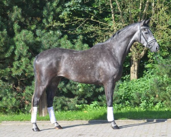 horse Wallach von Wolkenstein II / Calido (Hanoverian, 2011, from Wolkenstein II)