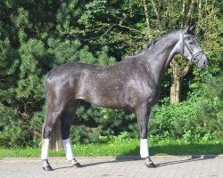 horse Wallach von Wolkenstein II / Calido (Hanoverian, 2011, from Wolkenstein II)