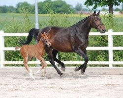 Zuchtstute Atterupgaards Dicte (Dänisches Warmblut, 2002, von Caprimond)