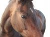 dressage horse Shakira 209 (Rhinelander, 2003, from Sandro King)