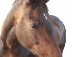 dressage horse Shakira 209 (Rhinelander, 2003, from Sandro King)