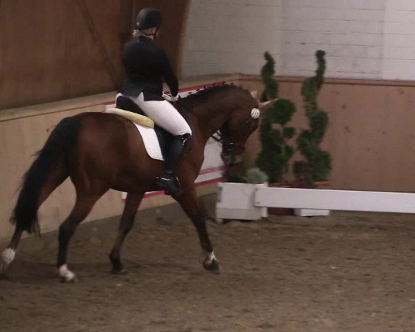 Reitturnier Hövelhof 2019