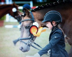 dressage horse Petit Maracaibo (German Riding Pony, 2004, from Monte Christo)