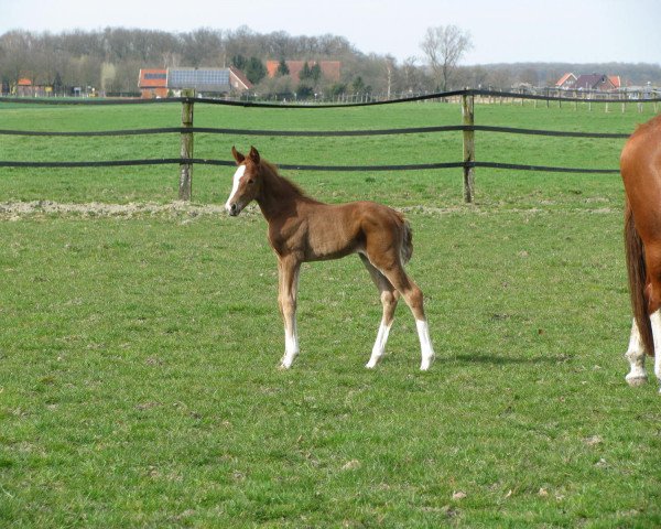 dressage horse Despina (Westphalian, 2016, from Donnerfunke)