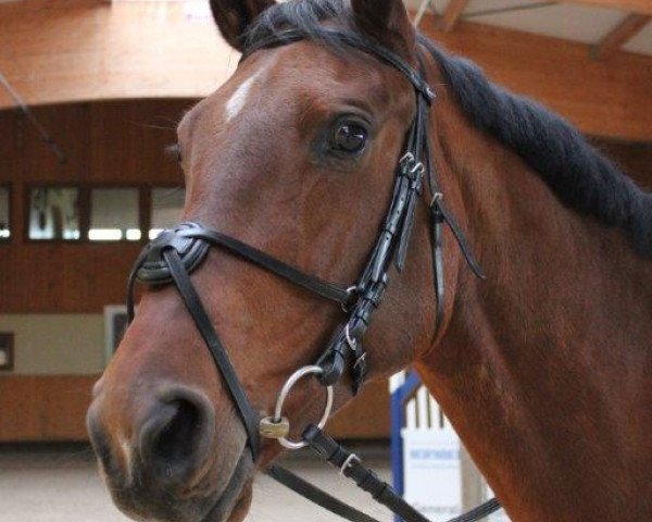 broodmare Aspe (German Sport Horse, 2003, from Catalani)