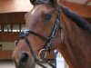 broodmare Aspe (German Sport Horse, 2003, from Catalani)