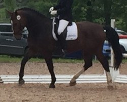 dressage horse Linus 410 (Sachs-door. Heavy Warmbl., 2010, from Lord Udo)