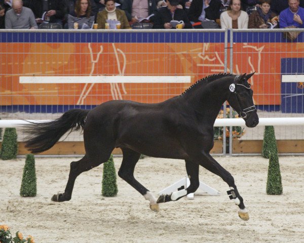 stallion Hennessy (Dutch Warmblood, 2012, from De Niro)
