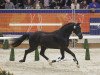 stallion Hennessy (KWPN (Royal Dutch Sporthorse), 2012, from De Niro)