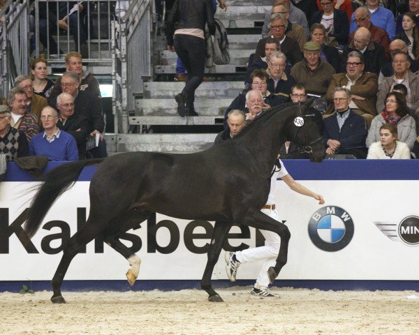 Deckhengst Don Joe (Koninklijk Warmbloed Paardenstamboek Nederland (KWPN), 2012, von Diego)