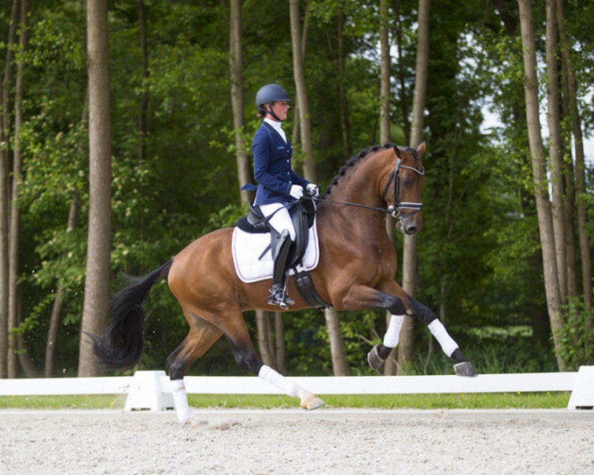 stallion Henkie (KWPN (Royal Dutch Sporthorse), 2012, from Alexandro P)