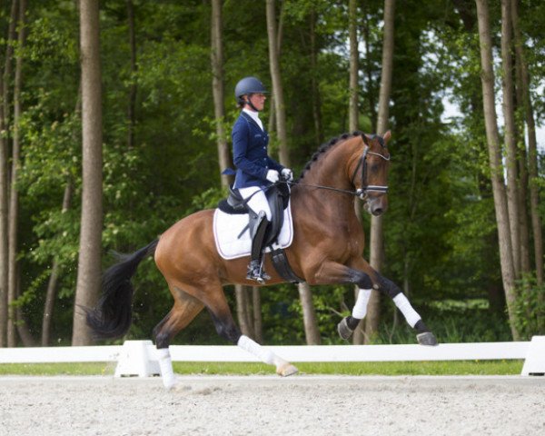 stallion Henkie (Royal Warmblood Studbook of the Netherlands (KWPN), 2012, from Alexandro P)